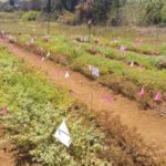 Company to begin growing chickpeas on Maui